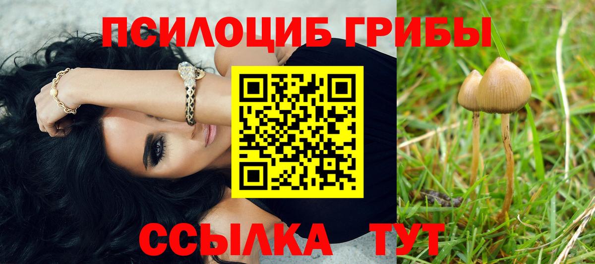 Псилоцибиновые грибы Psilocybine cubensis Заволжье